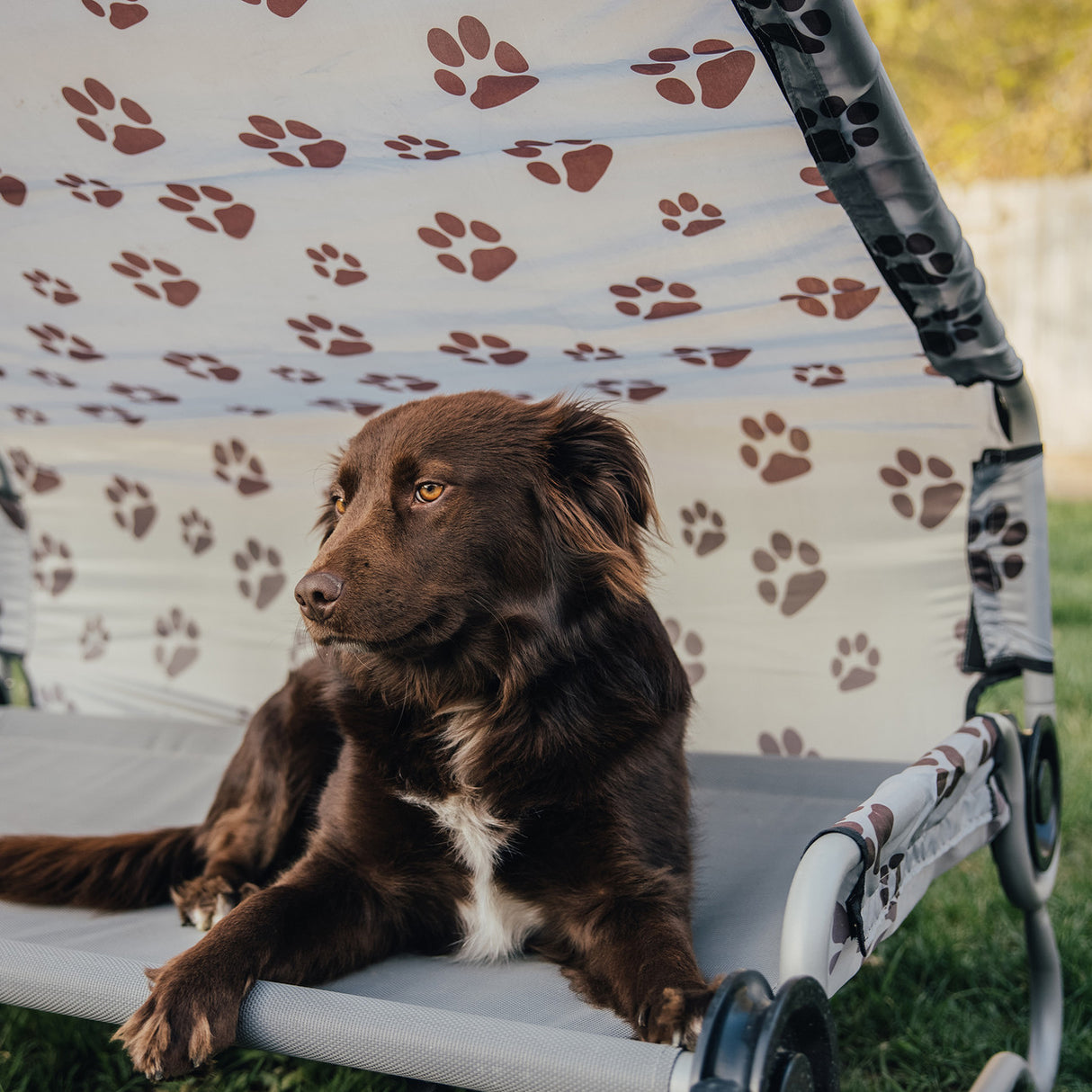 Disc-O-Bed Dog Bed